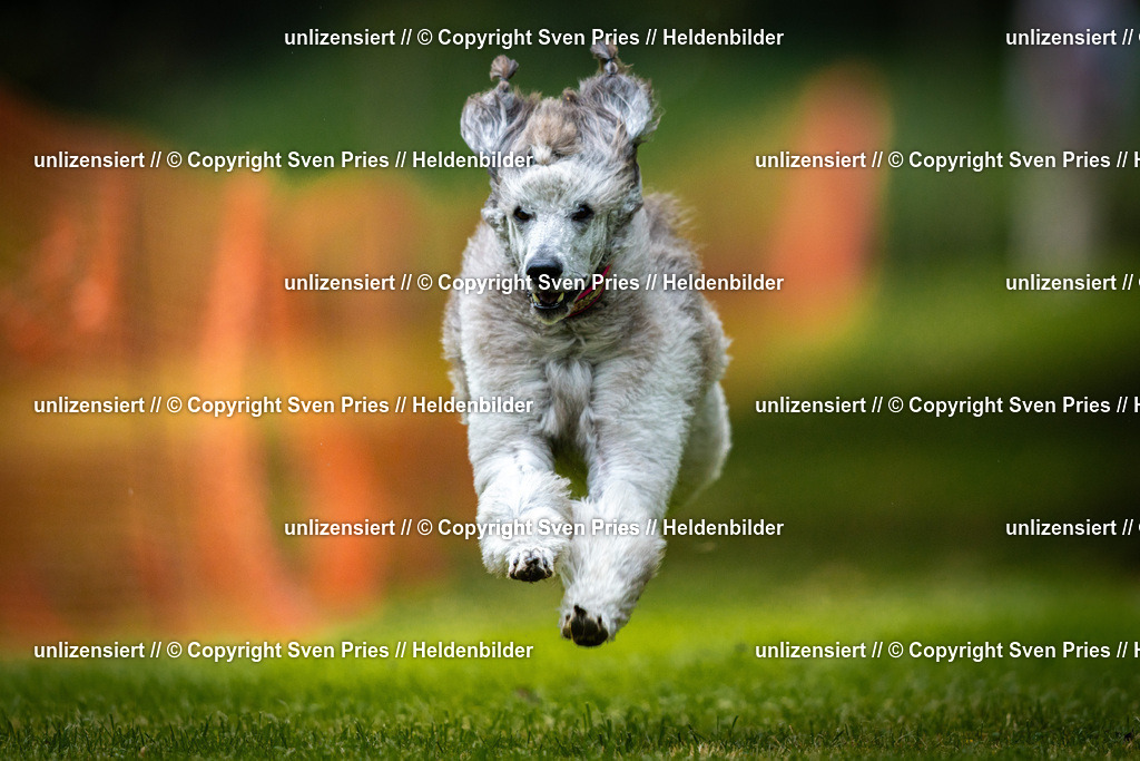 Sven Pries | 2025-09-21 - Hunderennen Baden-Oos - Realisiert mit Pictrs.com