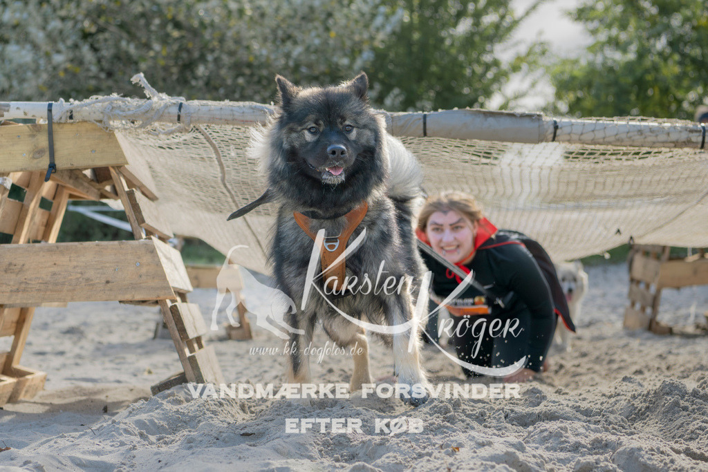 1242_ZZ92608 | kk-dogfotos