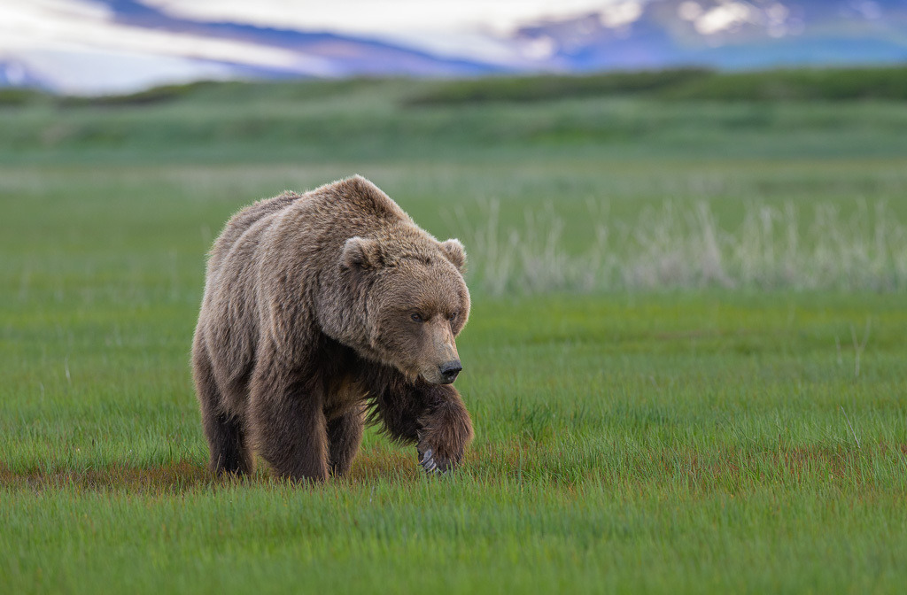 Alaska | Flug von Homer zu den Bärengebieten in Lake Clark NP und Katmai NP.  Schauplatz hier: Katmai. - Realisiert mit Pictrs.com