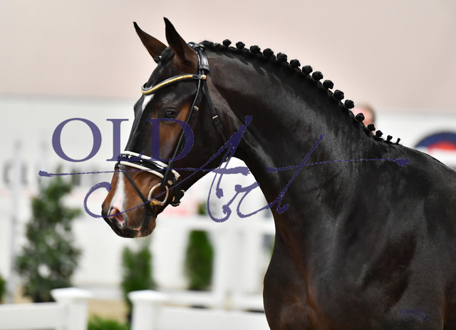 89 DE433330872020 HM Escamillo - Quaterback - DonnerhallDSC_0012_s | <meta name="description" content="★Offizieller Merchandise und Foto-/Videostore des Oldenburger Verbandes.★ ✅Jetzt auch digital Ausdrucke erhältlich." />
<meta name="keywords" content="Merchandise Foto-/Videostore Oldenburger Verband Photographie 