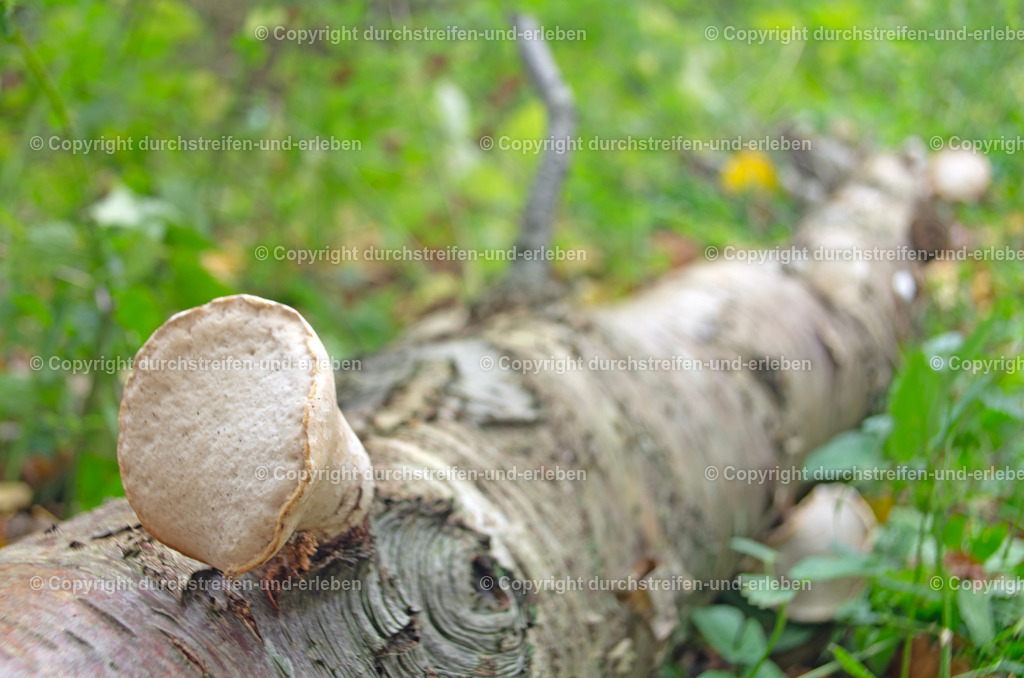 Birkenporling nährt sich vom Stamm | In den Rieselfeldern brachte starker Wind diesen Stamm zu Fall. Es offenbarte sich ein Birkenporling. - Realisiert mit Pictrs.com