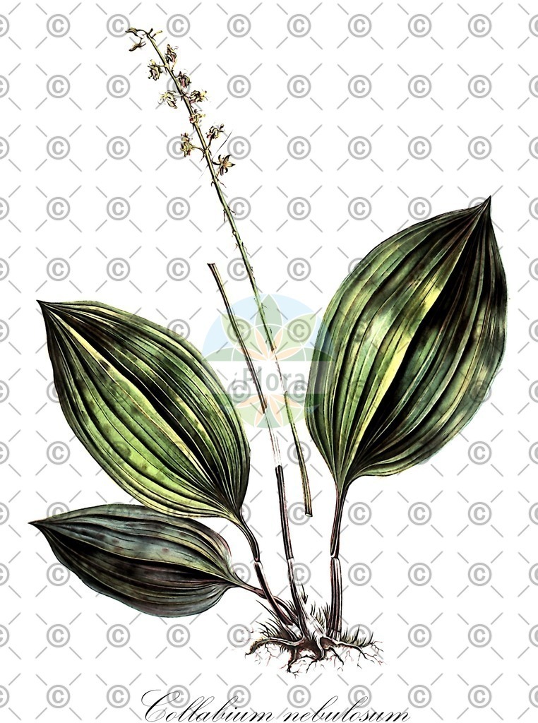 HistAbb_wfo-0000916619_2_ENZY_Simple | Historische Abbildung von Collabium nebulosum - Orchidaceae | Historical Illustration of Collabium nebulosum - Orchidaceae
