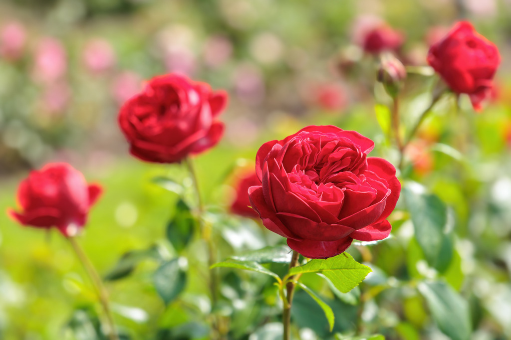 Wandbild: Rote Poesie – Blühende Rosen im Gartenlicht | Dieses stimmungsvolle Blumenmotiv zeigt prachtvolle, tiefrote Rosen in voller Blüte – eingefangen im sanften Licht eines sommerlichen Gartens. Die intensive Farbgebung und der unscharfe Hintergrund verleihen dem Bild eine romantische, beinahe poetische Ausstrahlung. Ideal als Wandbild für Wohnzimmer, Schlafzimmer oder als Geschenk für besondere Menschen.