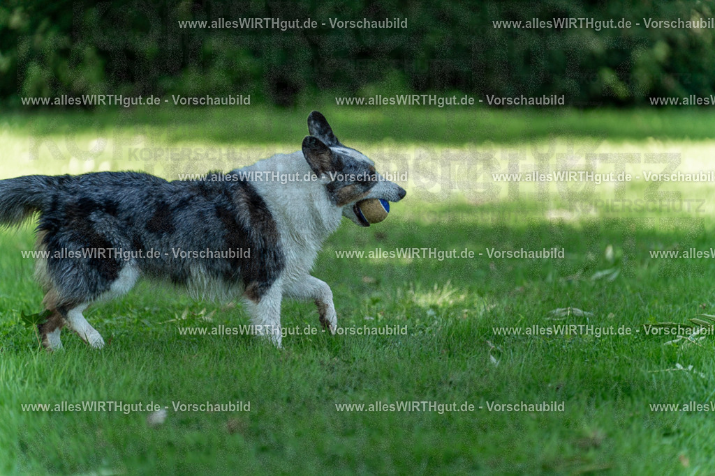 Hundeschwimmen_Volksbad_2026-allesWIRTHgut_Tierfotografie-2609061320-7R500625 | Professionelle Tierfotografie in Mönchengladbach von Daniel Wirth (allesWIRTHgut). Liebevolle & natürliche Bilder von Hunden & Katzen für unvergessliche Erinnerungen.