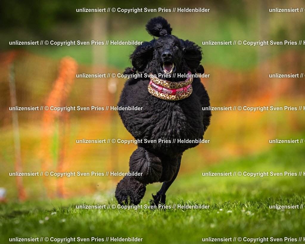 Sven Pries | 2025-04-13 - Hunderennen Baden-Baden - Realisiert mit Pictrs.com