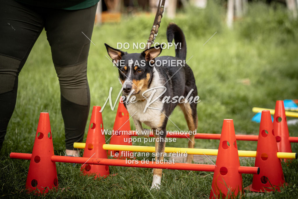 nelerasche_So-earlydog_39 | nelerasche