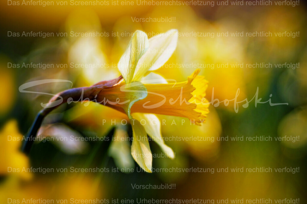 Wandbild Osterglocke - Narzisse | People- und Tierfotografie, Imageaufnahmen, Veranstaltungsfotografie und Wandbilder aus der Natur ★ Made in Germany ✔️ Druck + Downloads ✔️ Naturfotografie in Top Qualität ★ schneller Versand, weltweite Lieferung! - Realisiert mit Pictrs.com