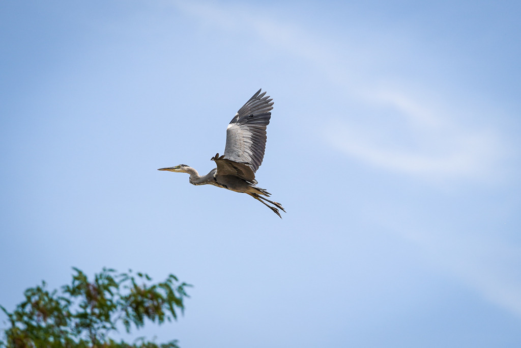 DSC07926 | Pferdegrafie