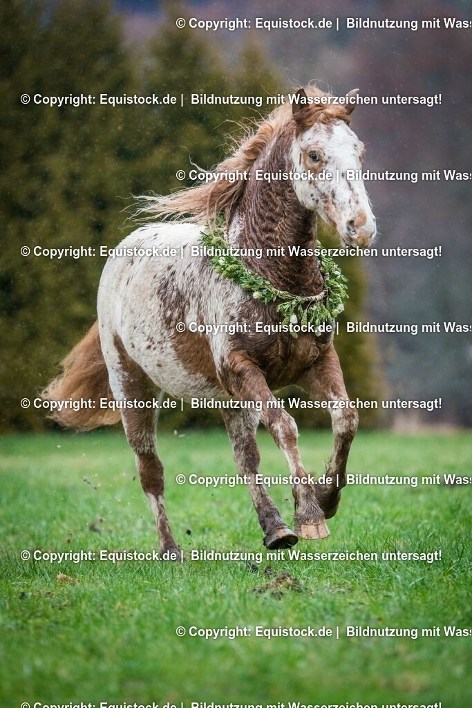 20160214_Knabstrupper_im_Regen_0004 | equistock