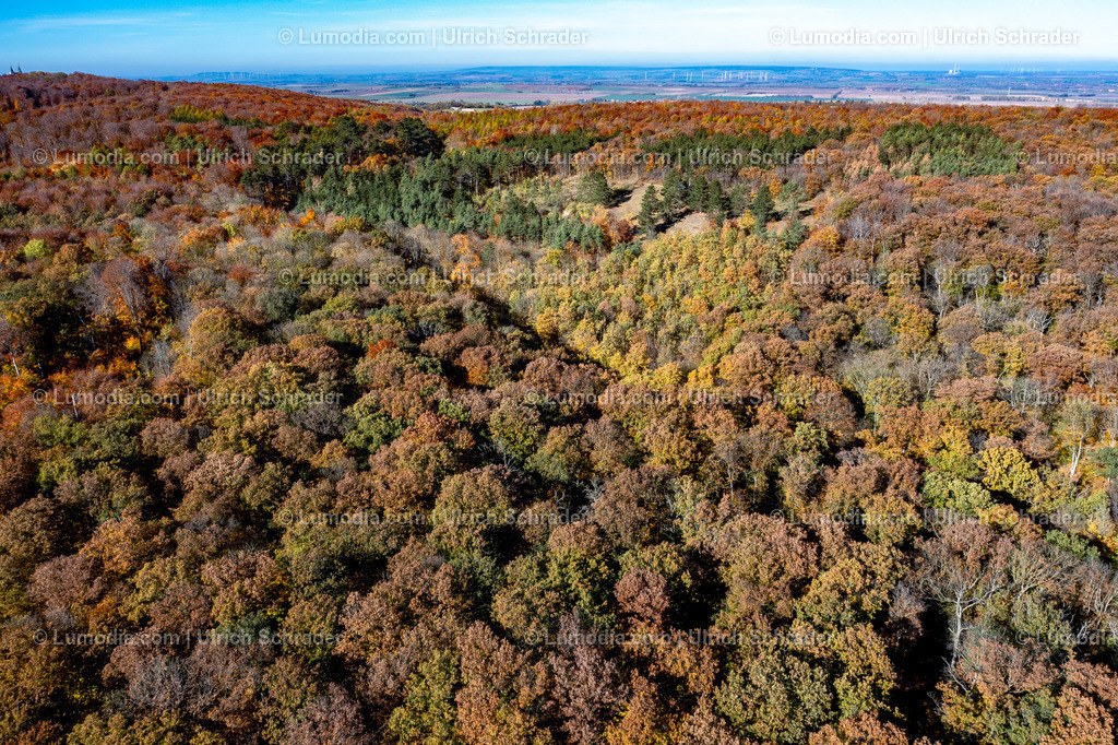 10049-51504 - Herbst im Huy bei Halberstadt | Stockfoto und Bilderpool mit Bildmaterial aus Deutschland, dem Harz, Halberstadt, Quedlinburg, Wernigerode und weltweit. Qualitativ hochwertige und professionelle Fotos anschauen und kaufen. - Realisiert mit Pictrs.com