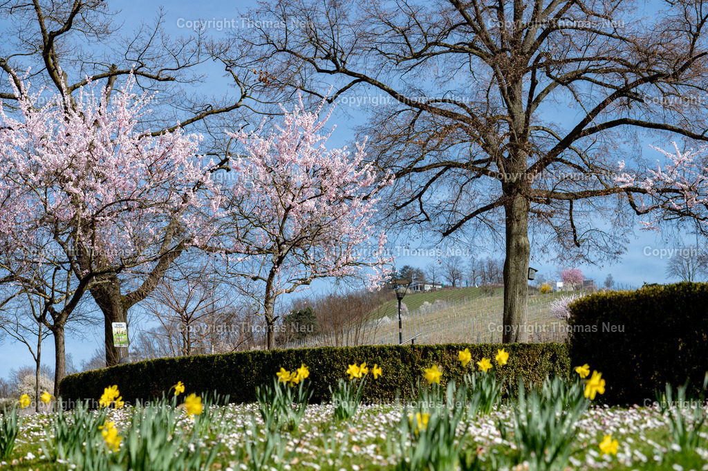mandelbluete-bergstrasse-weinberge-bensheim-Stadtpark-fruehling-Fotografie-Thomas-Neu-35 | Blick in den bensheimer Stadtpark mit blühenden Mandelbäumen und dem Kirchberg im Hintergrund, im Vordergrund blühende Osterglocken, ,Bild: Thomas Neu