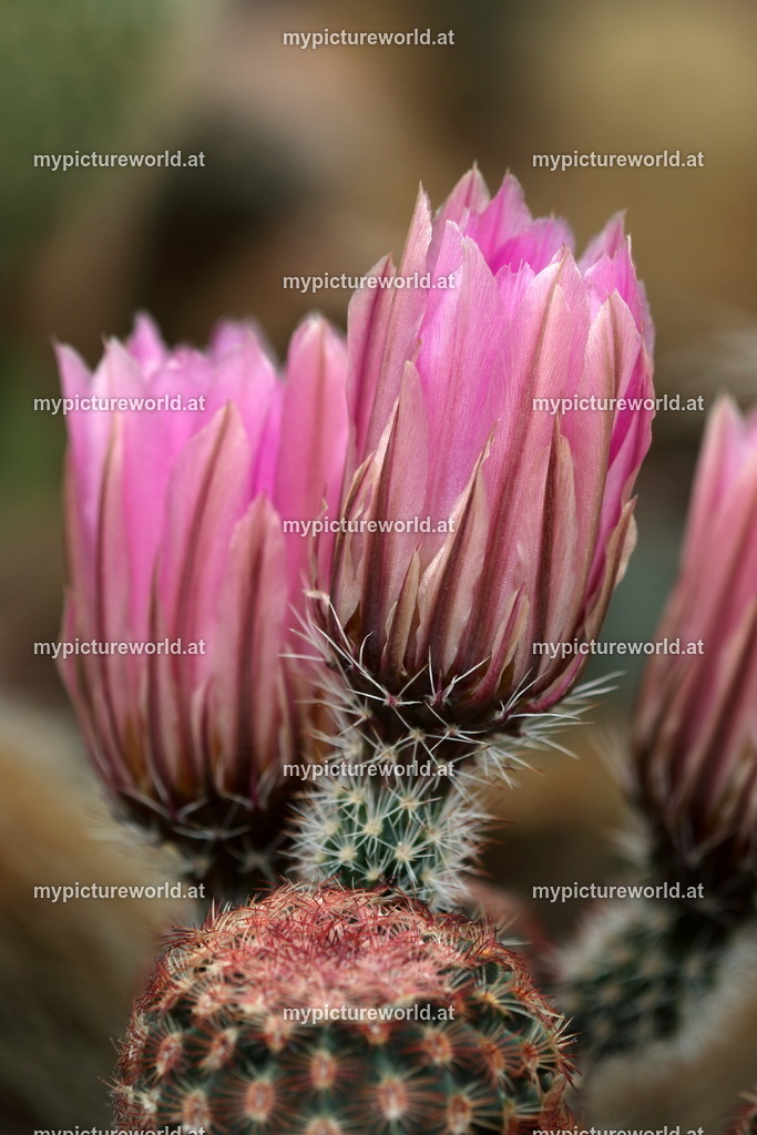 Echinocereus scheeri-008 | Das Bilderarchiv über Tiere, Planzen und Landschaften. In der Bilddatenbank finden Sie ein große Auswahl an hochwertigen Bilder für Ihre Werbung - Realisiert mit Pictrs.com