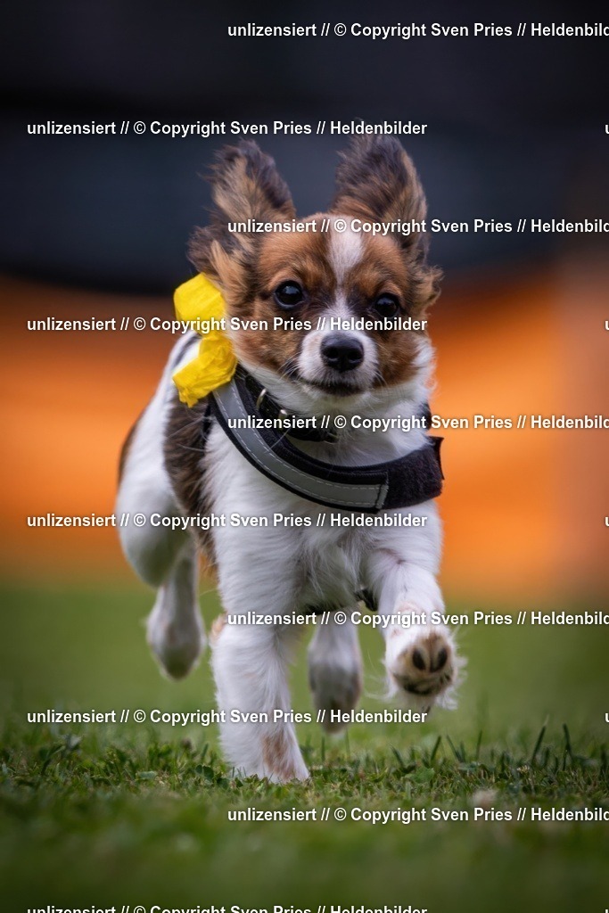 Sven Pries | 19. Allgemeines Hunderennen Karlsruhe Durlach - Realisiert mit Pictrs.com