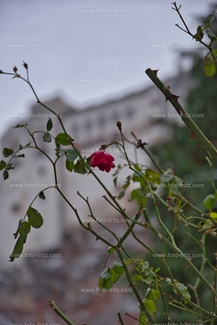 JAN_1235 | www.foto-fritz.com - Realisiert mit Pictrs.com