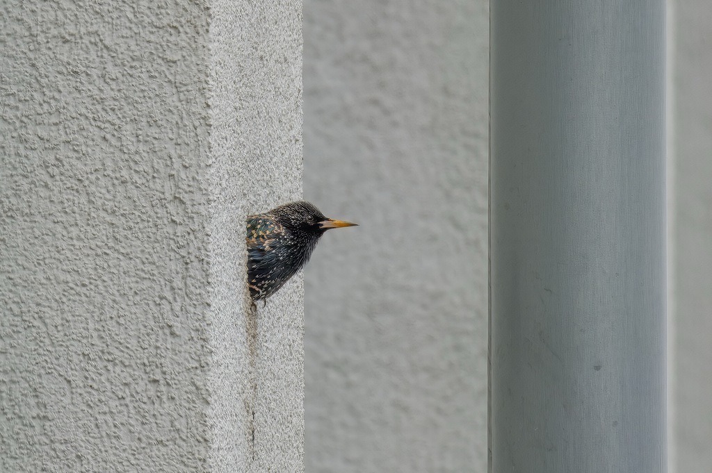 Der Star und sein Nest im Bauhaus Stil | Das wird dem Hausbesitzer (Mensch) nicht gefallen. - Realisiert mit Pictrs.com