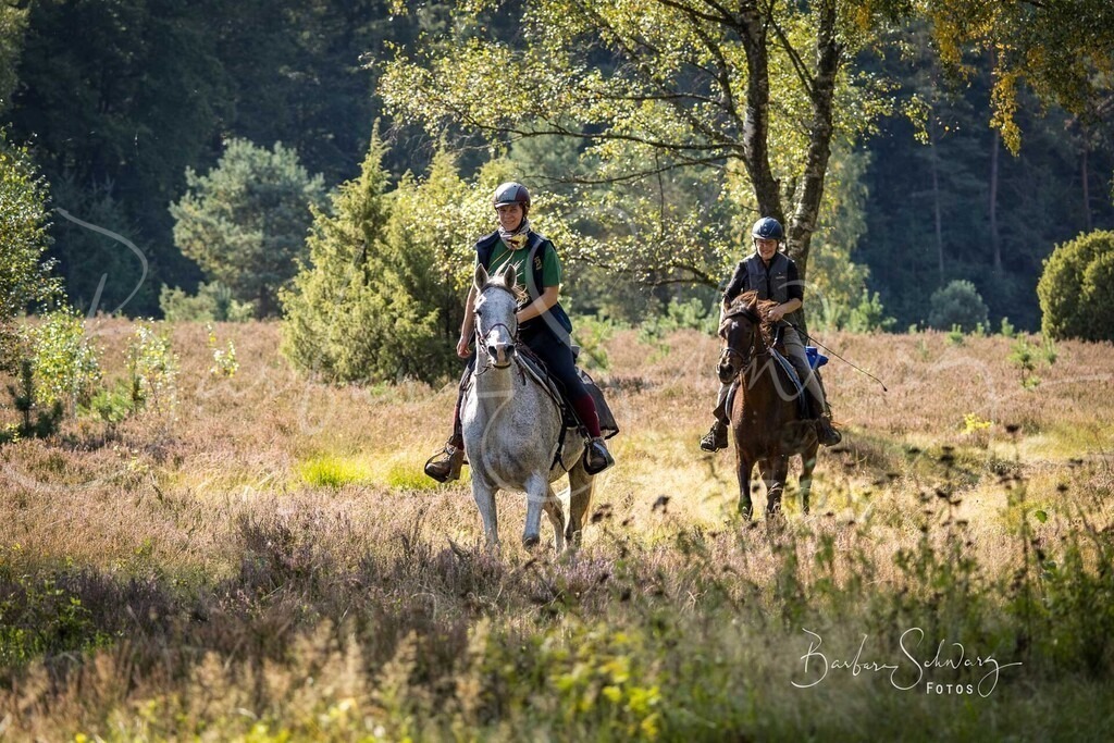 DdLH-WehlenerHeide_2025-09-20_163 | Stimmungsvolle Fotografie von Pferden, fotografische Begleitung von Veranstaltungen, Golfturnieren und Distanzritten - Realisiert mit Pictrs.com
