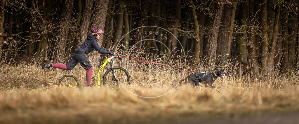 DV3A3605 | Hundefotografie, Tierfotograf, Pfotenfotografie, Fotoshooting Hund, Hunde Portrait, Hundesport, Hundeportraits, Heideshooting, Hunde, Sportfotograf, Hundefotograf, Turnierhundsport, THS,  - Realisiert mit Pictrs.com