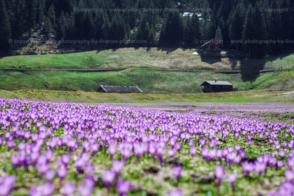 Märzengrund Stumm Krokusse Krokusblüte copyright  Thomas Pfister-5 | PHOTOGRAPHY BY THOMAS PFISTER