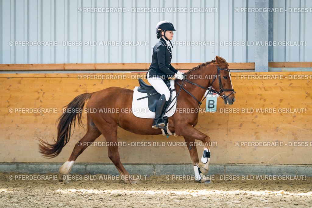 DSC02111 | Pferdegrafie