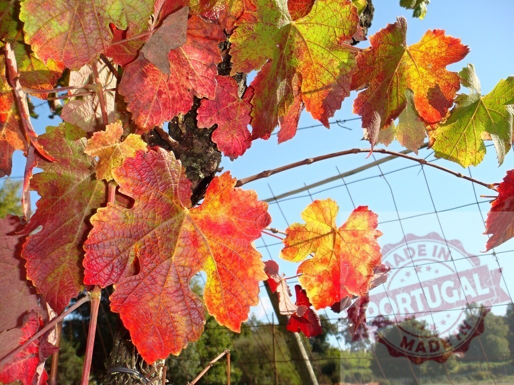 Grapevine leaves showing vibrant autumn colors | Grapevine leaves display vibrant red, orange, and yellow hues in autumn sunlight - Realized with Pictrs.com