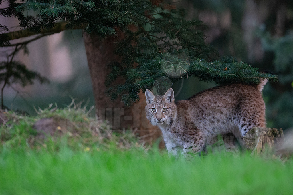 20191027165901 | Luchse sind Katzen und in Europa die größten Vertreter dieser Familie. Sie erreichen ungefähr die Größe eines Schäferhundes. Das Fell ist gefleckt, im Sommer ist es meistens rötlich braun und die Flecken sind stärker ausgeprägt. Im Winter wird das Fell dichter und wechselt hin zu einer eher bräunlich-grauen Färbung. - Realisiert mit Pictrs.com