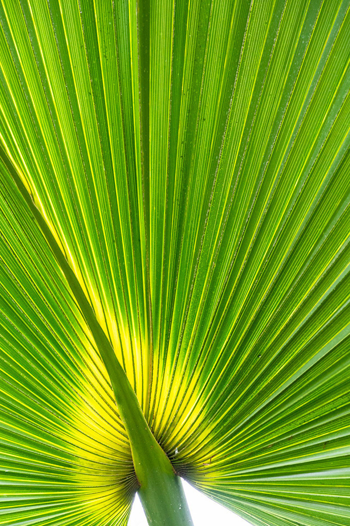 Blatt einer Fächerpalme | Best. Nr. e_2019_01_6197 - Realisiert mit Pictrs.com