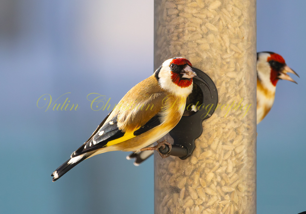 P 63 | Christian Vulin  - Realisiert mit Pictrs.com