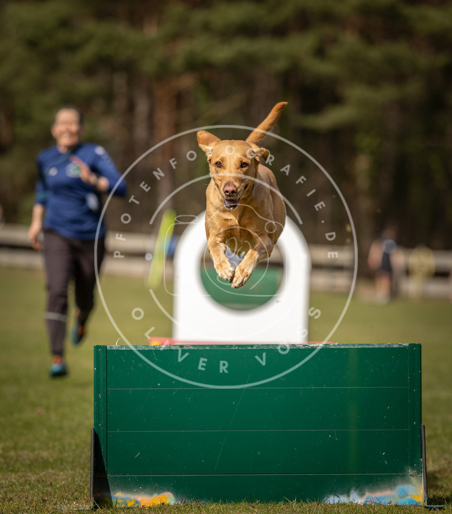 Pfotenfotografie_DV3A0365 | Hundefotografie, Tierfotograf, Pfotenfotografie, Fotoshooting Hund, Hunde Portrait, Hundesport, Hundeportraits, Heideshooting, Hunde, Sportfotograf, Hundefotograf, Turnierhundsport, THS,  - Realisiert mit Pictrs.com