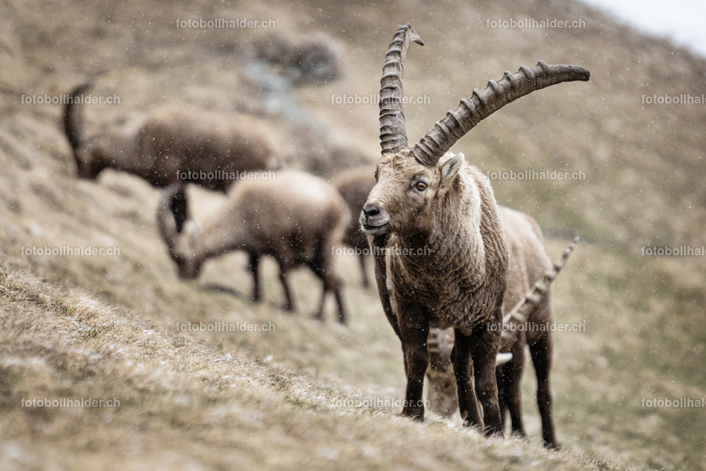 IMG_0192 | Foto Bollhalder 