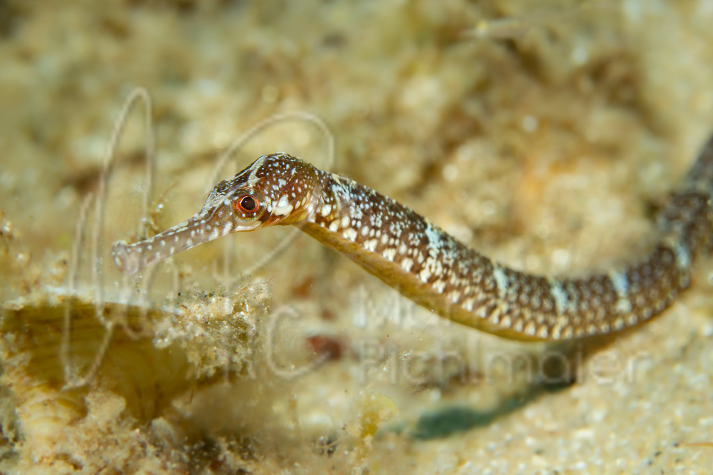 Syngnathus acus | Seenadel / Cast: Mula. Ang: Greater pipefish. Fr: Syngnathe-aiguille. - Realisiert mit Pictrs.com
