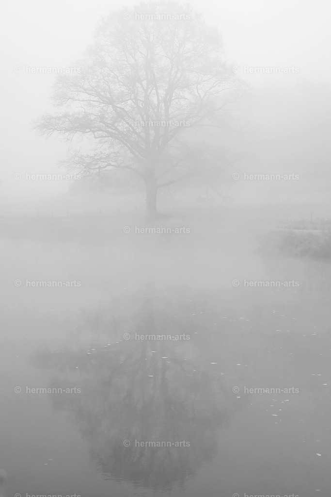 Trees_fine_Art_0035 | Photo Foto Kunst Art schwarzweiss Bilder Rheine Münster Berlin Blumen 