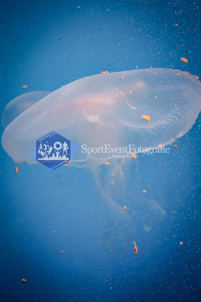 IMG_0551 | SportEventFotografie - Roman Stoiber