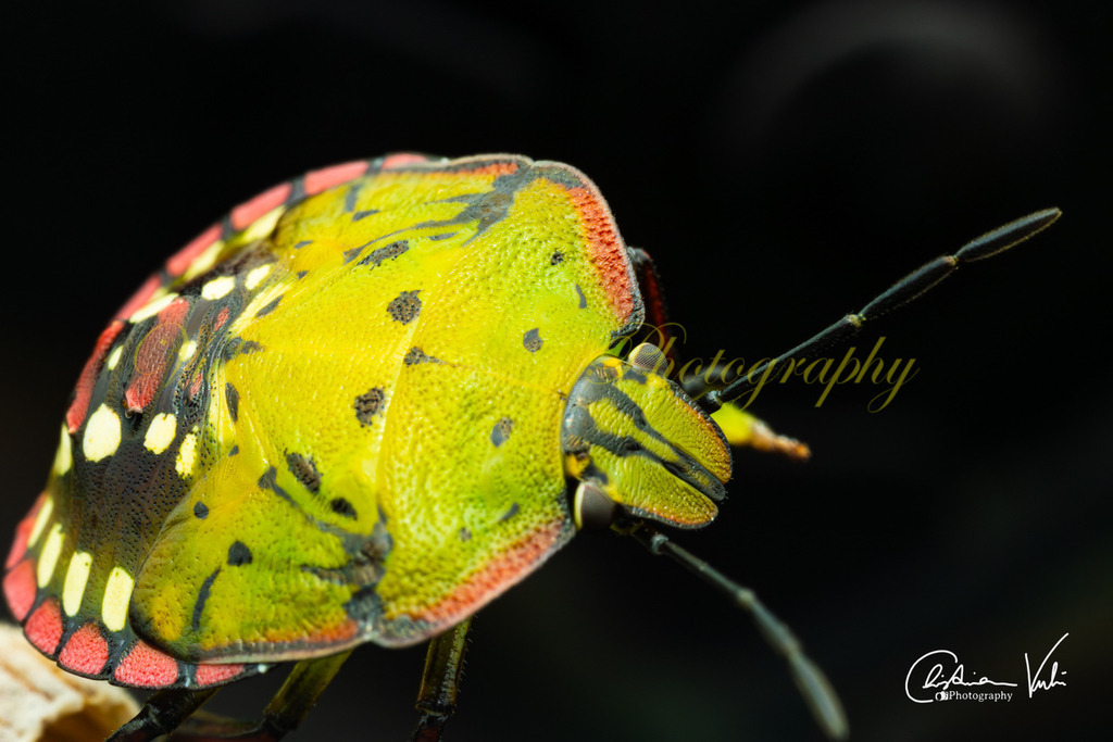 K 13 | Christian Vulin  - Realisiert mit Pictrs.com