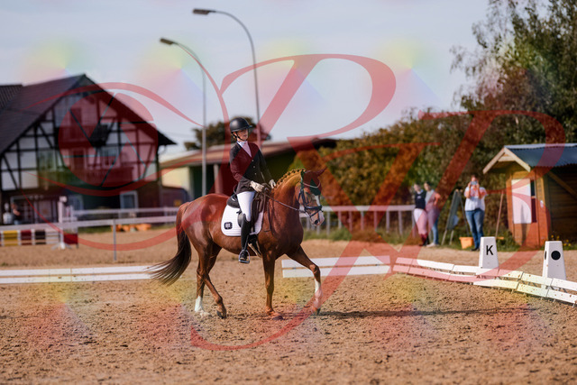 2026_10_03_Siefer-Hof_133154_Z81_87270868 | Professionelle Reitsport-, Turnier- und Eventfotografie von Robert Broda. Galerien mit ausgewählten und bearbeiteten Bildern direkt online ansehen und bestellen.