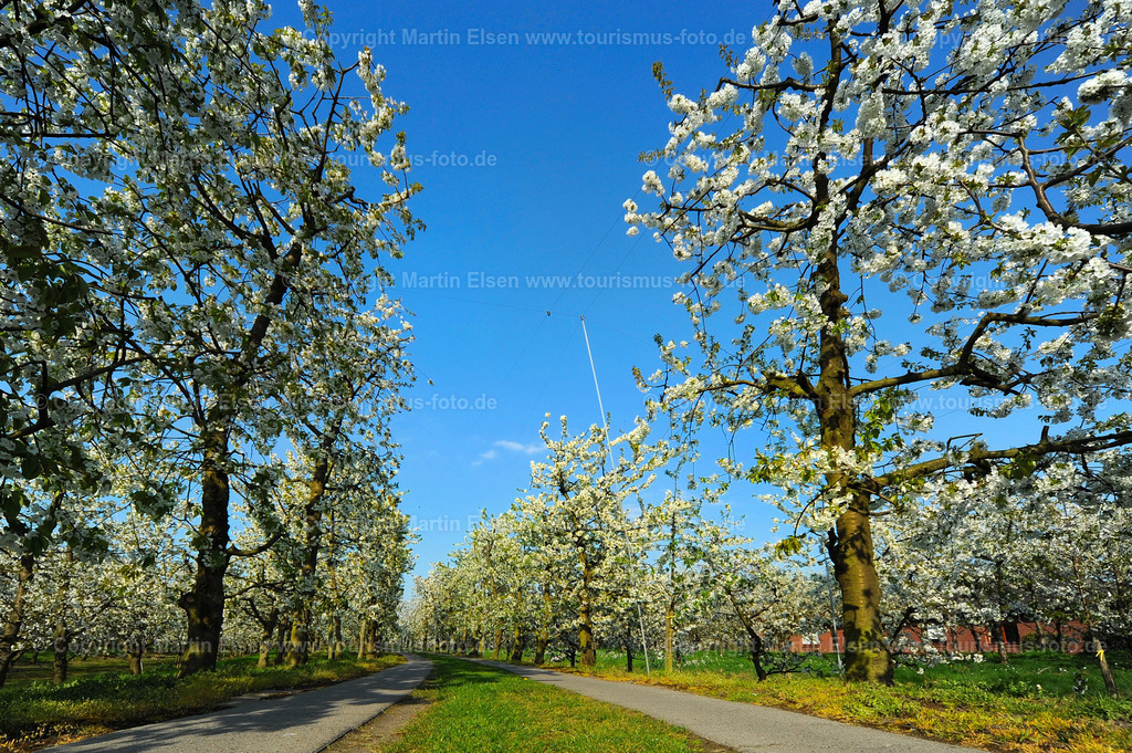 Obstblüte_ELS_8282133956a | Kehdingen - Aufnahmedatum: 21.04.2011, Aufnahmehöhe:  m, Koordinaten:  - , Bildgröße: 4256 x  2832 Pixel - Copyright 2011 by Martin Elsen, Kontakt: Tel.: +49 157 74581206, E-Mail: info@schoenes-foto.deSchlagwörter: Elbe, Krautsand,Drochtersen,Deich,Leuchtturm,Tidenkieker, - Realisiert mit Pictrs.com