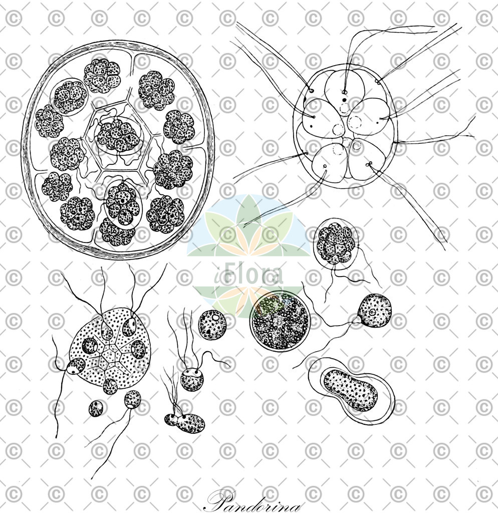 HistAbb_wfo-0001246546_1_ENZY_Simple | Historische Abbildung von Pandorina - Volvocaceae (0) | Historical Illustration of Pandorina - Volvocaceae (0)