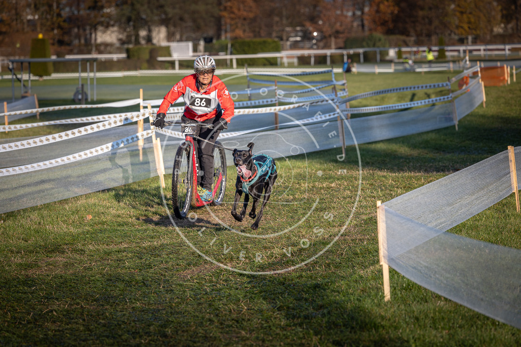 CaniXpix_0L8A3785 | Hundefotografie, Tierfotograf, Pfotenfotografie, Fotoshooting Hund, Hunde Portrait, Hundesport, Hundeportraits, Heideshooting, Hunde, Sportfotograf, Hundefotograf, Turnierhundsport, THS,  - Realisiert mit Pictrs.com