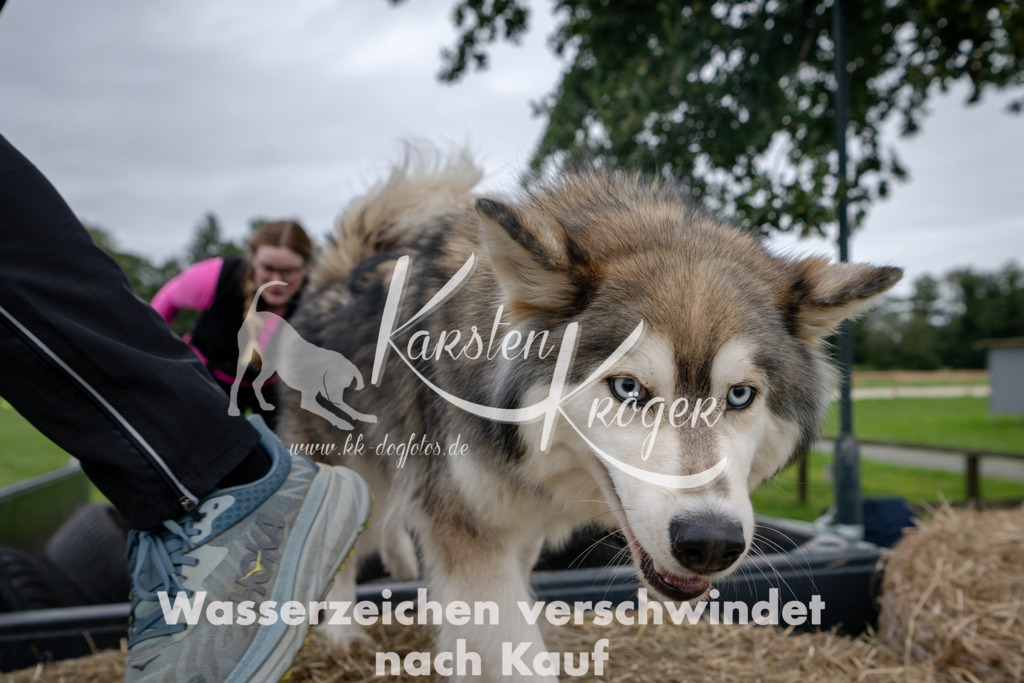 1212_ZZ94905 | kk-dogfotos