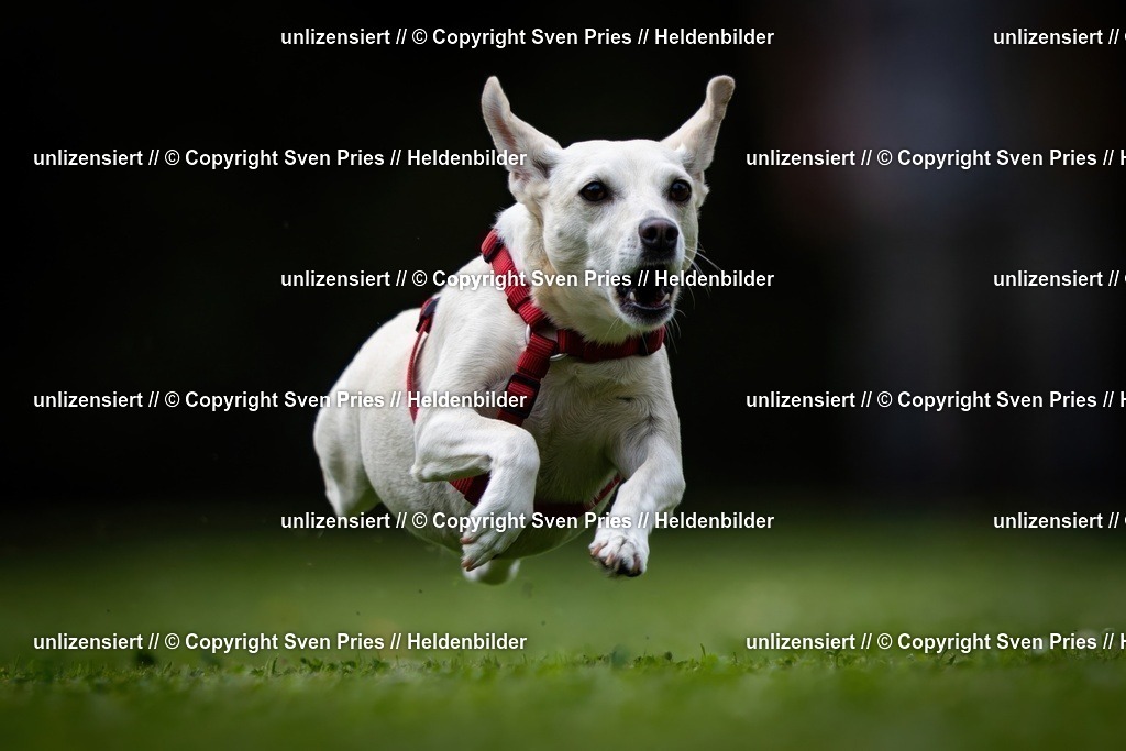 Sven Pries | 19. Allgemeines Hunderennen Karlsruhe Durlach - Realisiert mit Pictrs.com