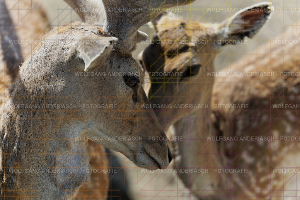 253L1237_wa | Ein stiller Moment im Opel Zoo: Der Blick des Tieres erzählt von Gelassenheit, Präsenz und Nähe. Ungestellt, ruhig und auf Augenhöhe fotografiert – ein Augenblick, der bleibt. - Realisiert mit Pictrs.com