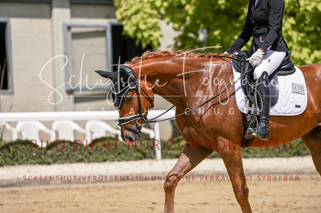 Schugtsche-Aluta25-48.Reitpferfdeprf.-308 | Schugtsche Fotografie - Realisiert mit Pictrs.com