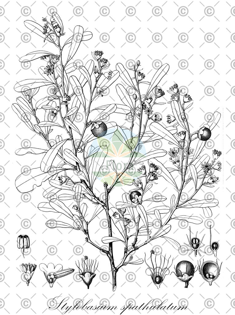 HistAbb_wfo-0000317427_1_ENZY_Simple | Historische Abbildung von Stylobasium spathulatum - Surianaceae | Historical Illustration of Stylobasium spathulatum - Surianaceae