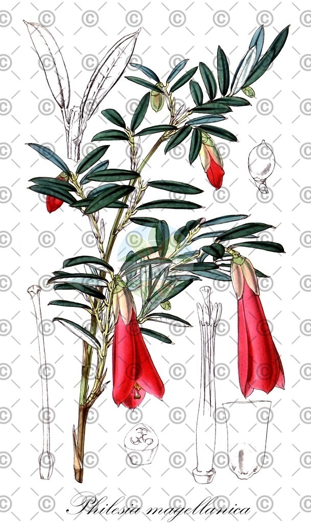 HistAbb_wfo-0001102369_1_ENZY_Simple | Historische Abbildung von Philesia magellanica - Philesiaceae | Historical Illustration of Philesia magellanica - Philesiaceae