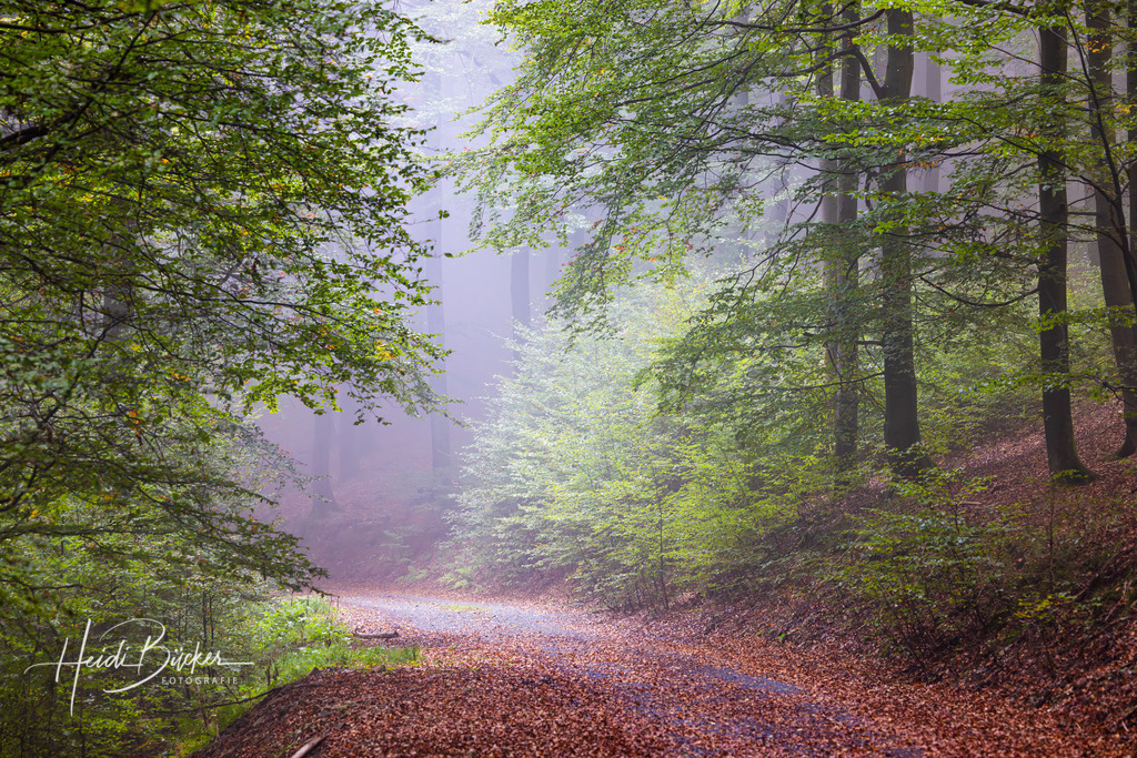 Weg durch einen nebeligen Buchenwald | Weg durch einen nebeligen Buchenwald - Realisiert mit Pictrs.com