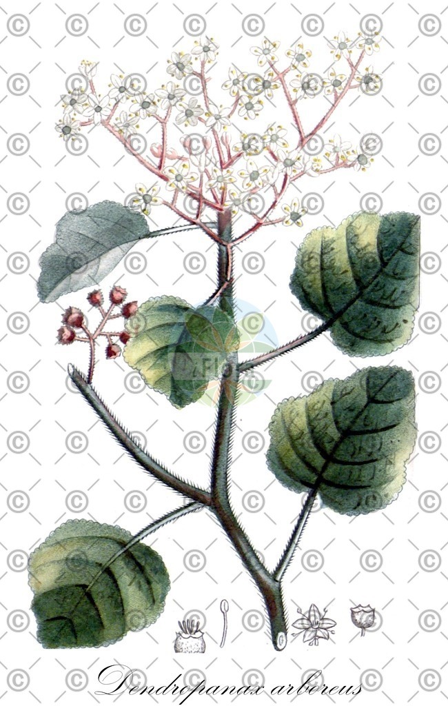 HistAbb_wfo-0000641136_1_ENZY_Simple | Historische Abbildung von Dendropanax arboreus - Araliaceae | Historical Illustration of Dendropanax arboreus - Araliaceae