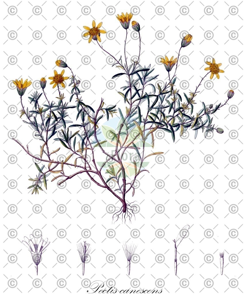 HistAbb_wfo-0000475736_1_ENZY_Simple | Historische Abbildung von Pectis canescens - Asteraceae | Historical Illustration of Pectis canescens - Asteraceae