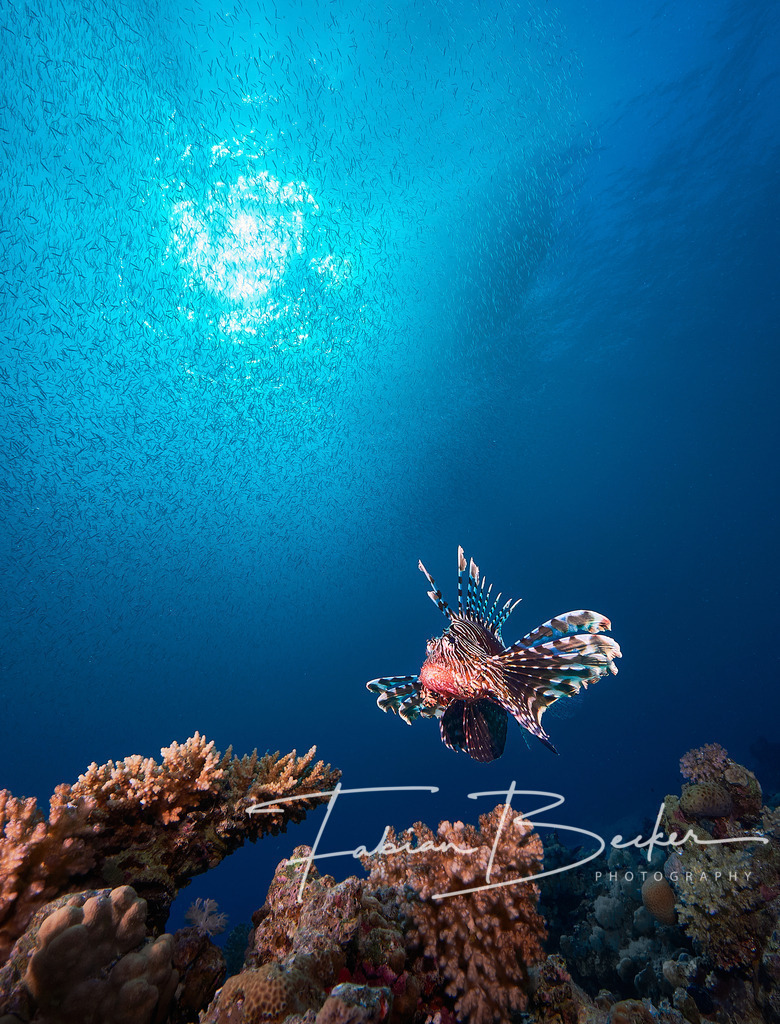 Der Hausherr | Einzigartige Wandbilder von faszinierenden Unterwasserwelten. Exklusive Kunst für Empfangsbereiche, Wohnraum oder Wartezimmer. - Realisiert mit Pictrs.com