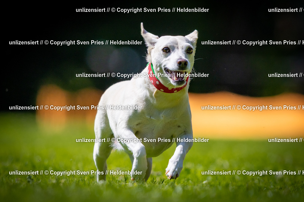 Sven Pries | 2025-08-10 - Hunderennen Durlach - Realisiert mit Pictrs.com