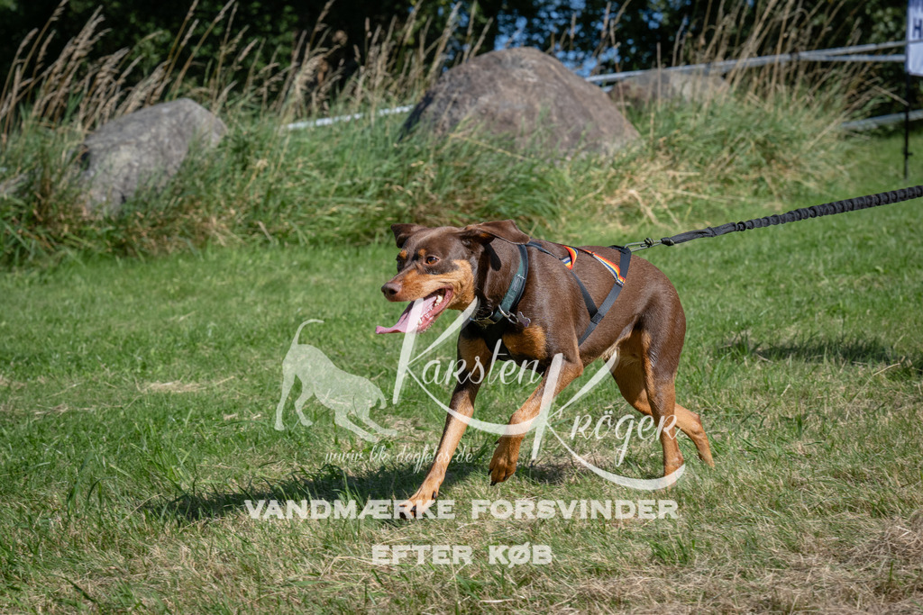 1029_ZZ98809 | kk-dogfotos