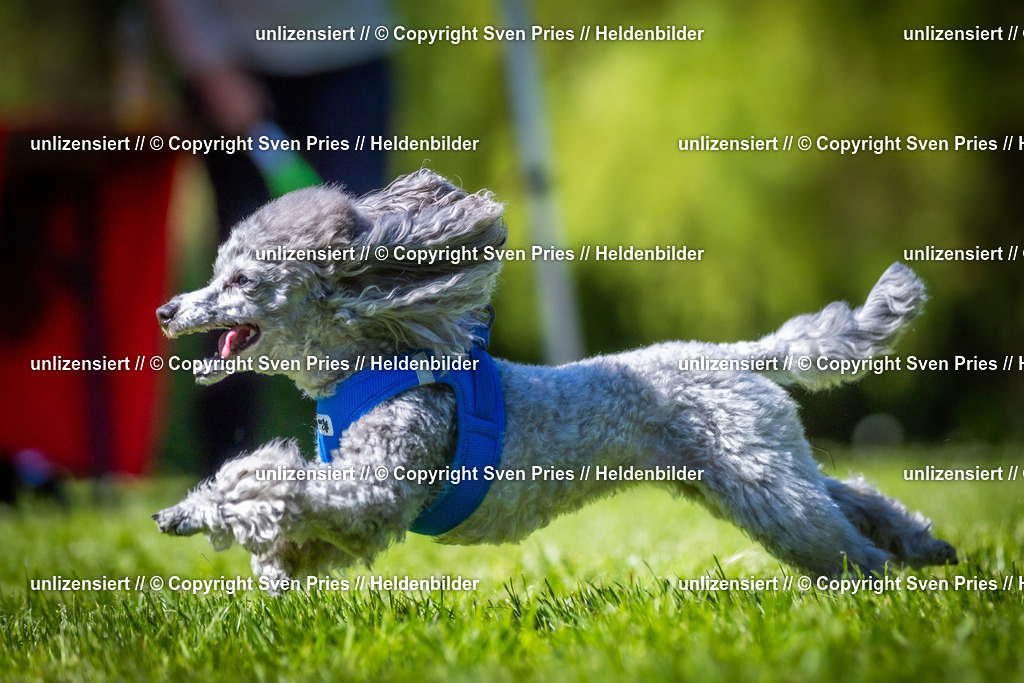 Hunderennen_April_2026_753 | 2026-04-26 - Hunderennen Baden-Oos April 2026 - Realisiert mit Pictrs.com